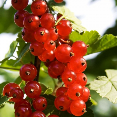 COACAZ ROSU - Ribes rubrum Detvan [1]