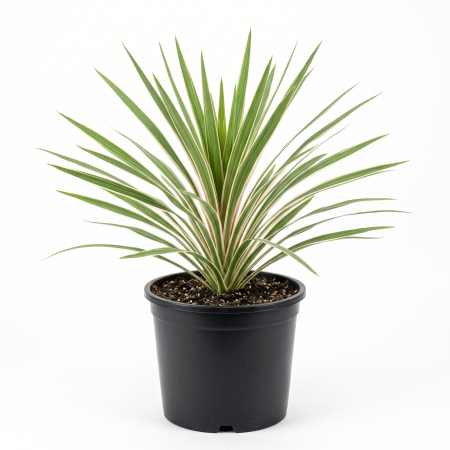 Plante ornamentale - Cordyline australis 'Torbay Dazzler' - Palmier de grădină 'Torbay Dazzler' 45 - 60 cm (5L)