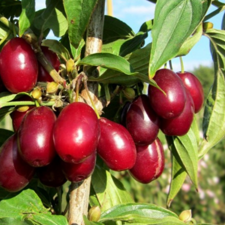 Corn - CORN - Cornus mas
