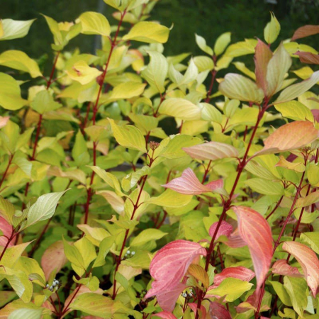 Cornus alba ‘Aurea’ - Corn roșu ‘Aurea’ [1]