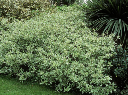 Cornus alba ‘Elegantissima’ - Corn roșu ‘Elegantissima’ [1]