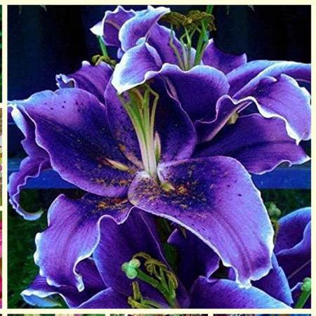 Bulbi de Crini Imperiali - Crin Imperial Parfumat "Purple Lily"