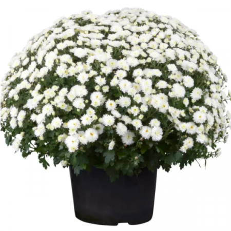 Crizanteme - Crizantema Alba – La Ghiveci – Inaltime 30 – 40 cm