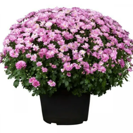 Crizanteme - Crizantema Roz – La Ghiveci – Inaltime 30 – 40 cm