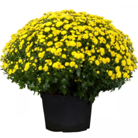 Crizanteme - Crizantema Galbena – La Ghiveci – Inaltime 30 – 40 cm