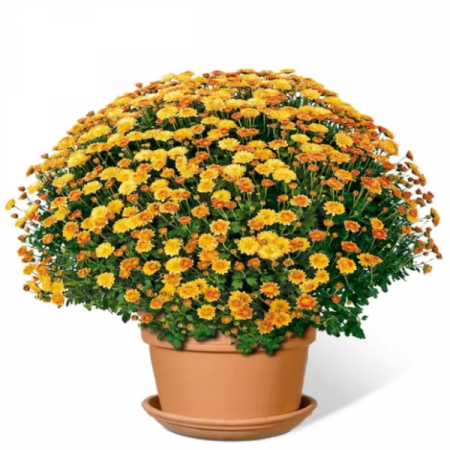 Crizanteme - Crizantema Oranj – La Ghiveci – Inaltime 30 – 40 cm