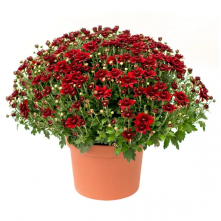 Crizanteme - Crizantema Rosie – La Ghiveci – Inaltime 30 – 40 cm
