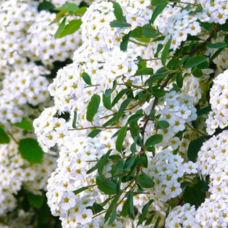 Plante ornamentale - CUNUNITA ALBA - Spiraea vanhouttei sau Floarea Miresei