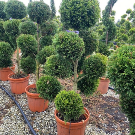 Conifere - Cupressocyparis Leylandii Castlewelland Gold Pon Pon 100-150 cm 150 cm, 25-30 Litri