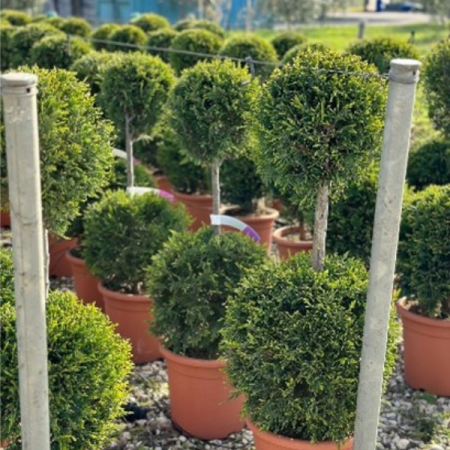 Conifere - Cupressocyparis Leylandii Catslewelland Gold (2 bile)