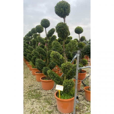 Conifere - Cupressocyparis Leylandii Pon Pon Disk (verde) 120-200 cm 120-140 cm, 20