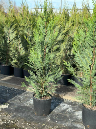 Chiparos Cupressocyparis Leylandii (gard viu veșnic verde) [0]