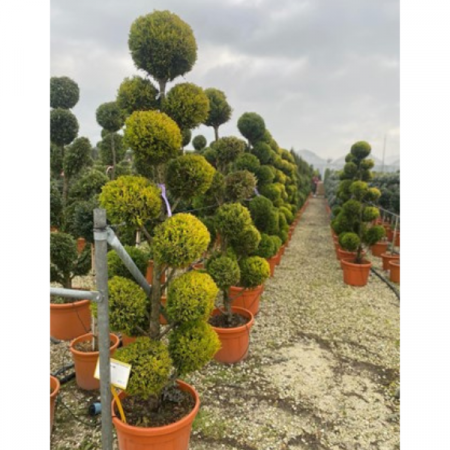 Conifere - Cupressus Macrocarpa Goldcrest 180 cm (mai multe bile gold)