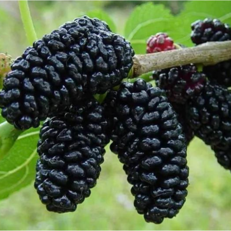 Dud - DUD NEGRU – MORUS NIGRA