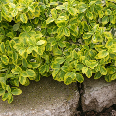 Plante Ornamentale - Euonymus Gold Splash