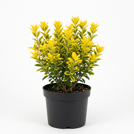 Plante ornamentale - Euonymus japonicus 'Aureus' (Luna) - Salbă japoneză 'Luna' 20 - 30 cm (1,5-2L)