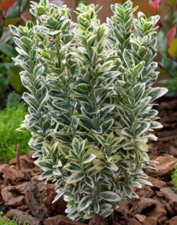 Arbori Ornamentali - Euonymus Japonicus Bravo