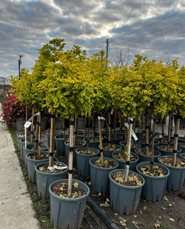 Arbori Ornamentali - Euonymus Japonicus Elegantissimus Aureus 80 - 100 cm