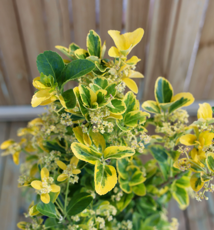 Arbori Ornamentali - Euonymus Japonicus Elegantissimus Aureus