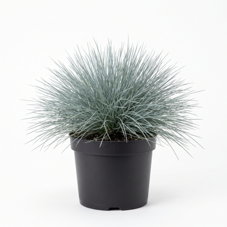 Plante ornamentale - Festuca glauca - Păiuș albastru-argintiu (iarbă albastră) 20 - 30 cm (2L)