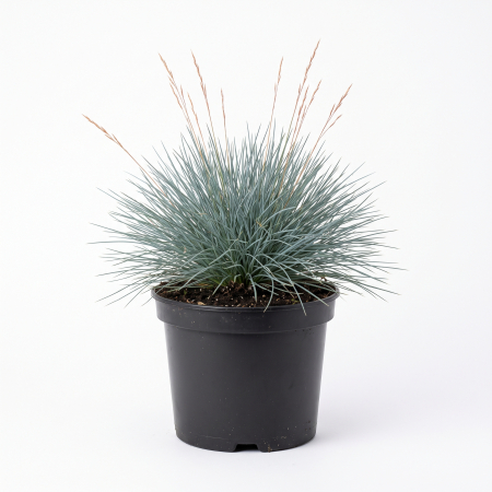Plante ornamentale - Festuca glauca 'Sunrise' - Păiuș albastru 'Sunrise' 15 - 25 cm (2L)