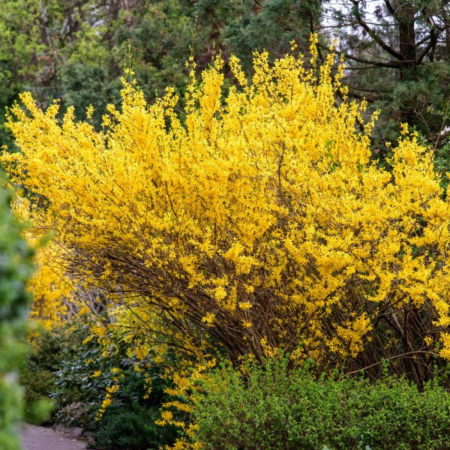 FORSYTHIA – denumita ca fiind ”ploaia de aur” [2]