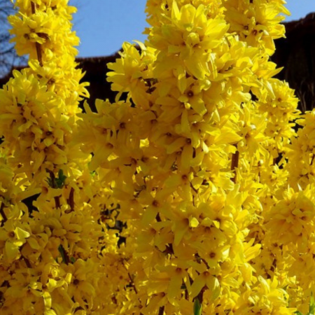 FORSYTHIA – denumita ca fiind ”ploaia de aur” [1]