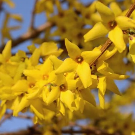 Arbusti cu flori - FORSYTHIA – denumita ca fiind ”ploaia de aur”