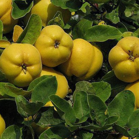 Pomi fructiferi - GUTUI AROMATE - Cydonia Oblonga Aromate