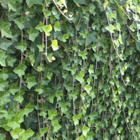 Hedera helix - Iedera comună [1]