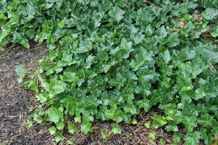 Plante ornamentale - Hedera helix - Iedera comună