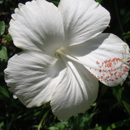 Plante ornamentale - HIBISCUS ALB – Syriacus 