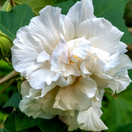 HIBISCUS ALB – Syriacus  [2]