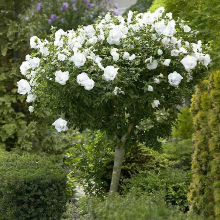 HIBISCUS ALB – Syriacus  [1]
