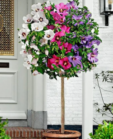 Arbusti cu flori - HIBISCUS ÎMPLETIT 3 ÎN 1