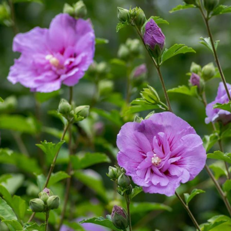Plante ornamentale - HIBISCUS MOV