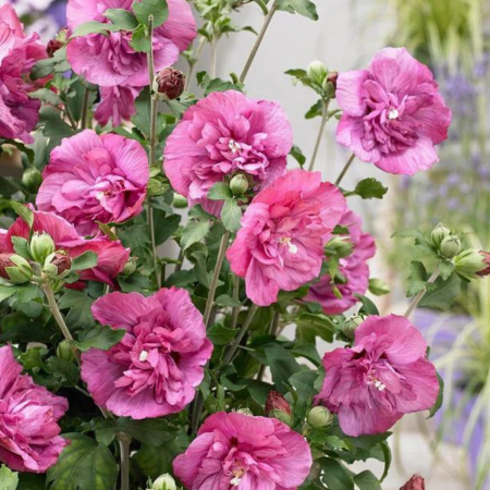 HIBISCUS ROZ [1]