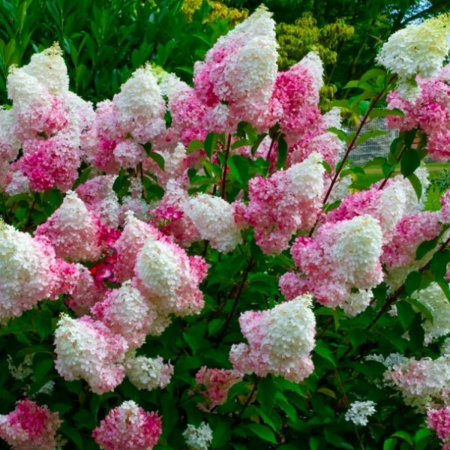Arbusti cu flori - HORTENSIA VANILLE FRAISE