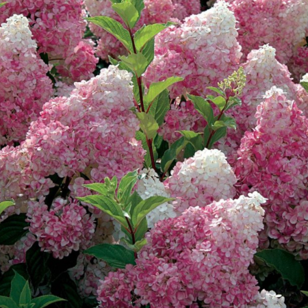 HORTENSIA VANILLE FRAISE [1]