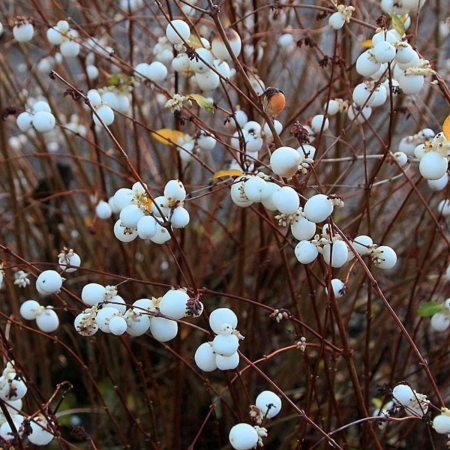 HURMUZ ALB - SYMPHORICARPOS ALBUS [2]