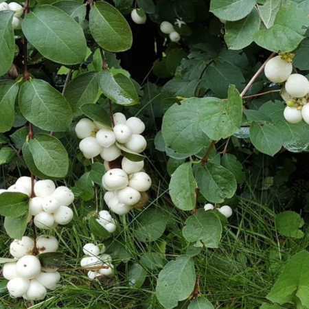 HURMUZ ALB - SYMPHORICARPOS ALBUS [1]
