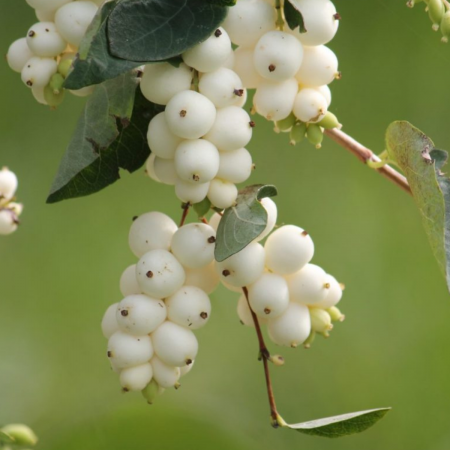 Plante ornamentale - HURMUZ ALB - SYMPHORICARPOS ALBUS