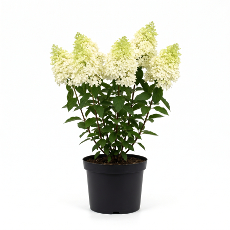 Arbusti cu flori - Hydrangea paniculata 'Hercules' - Hortensie paniculată 'Hercules' 60 - 80 cm (10L)