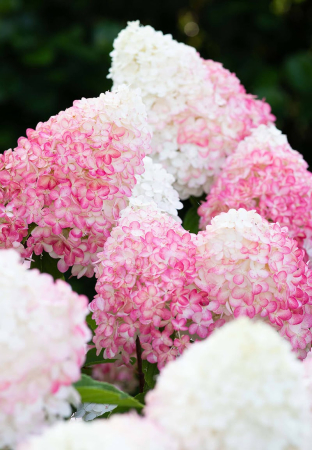 Arbusti cu flori - Hydrangea paniculata ‘Living Pink & Rose’ - Hortensia paniculată ‘Living Pink & Rose’