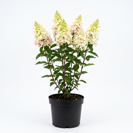 Arbusti cu flori - Hydrangea paniculata 'Magical Candle' - Hortensie paniculată 'Magical Candle' 60 - 80 cm (10L)