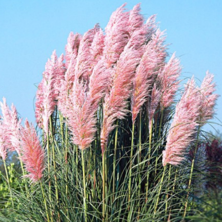 Plante ornamentale - IARBA DE PAMPAS