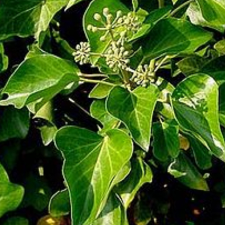 Plante urcatoare - IEDERA