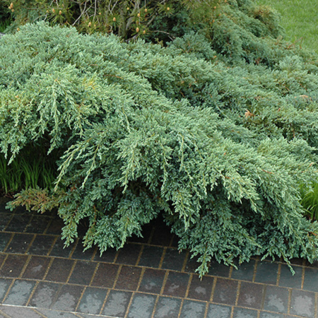 IENUPAR BLUE CARPET - Juniperus squamata Blue Carpet [1]