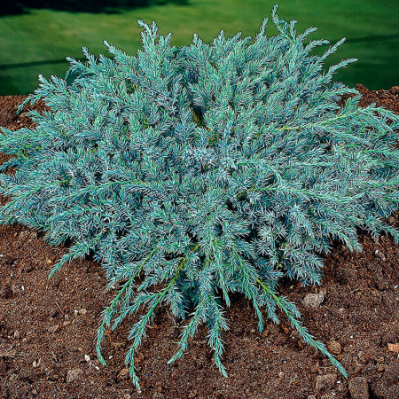Conifere - IENUPAR BLUE CARPET - Juniperus squamata Blue Carpet