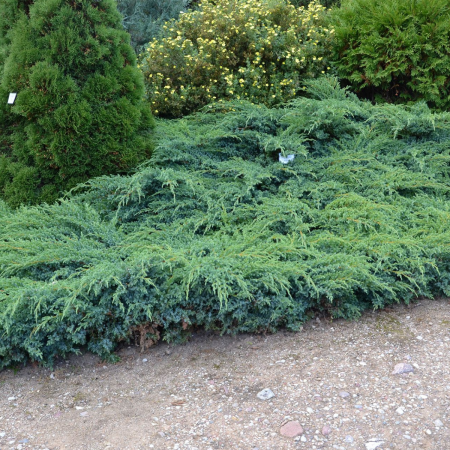 IENUPAR BLUE CARPET - Juniperus squamata Blue Carpet [2]